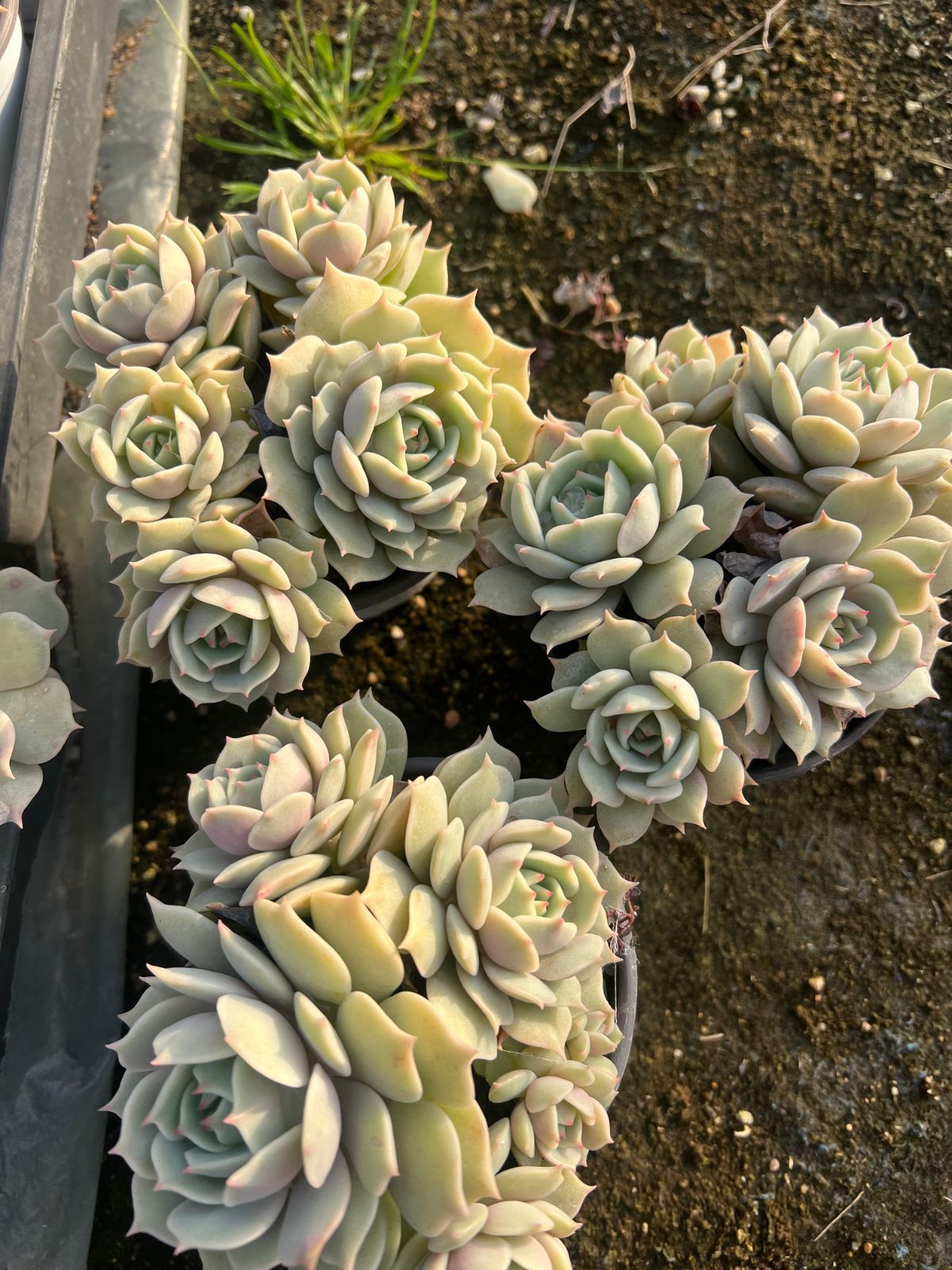 発売中 ルナレン群生 18株 抜き苗 美苗 エケベリア 多肉植物 佐川発送