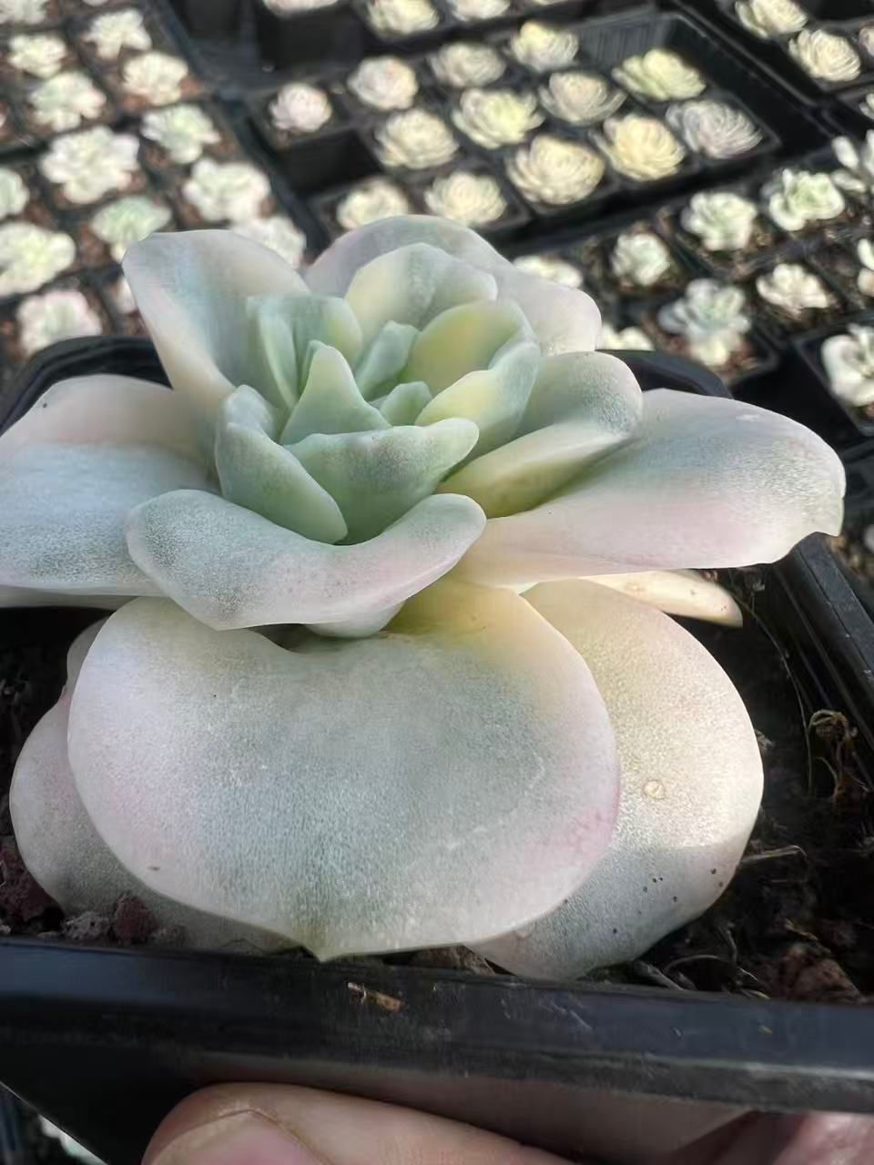 発売中 ラブリーローズ錦 18株 抜き苗 美苗 エケベリア 多肉植物 佐川