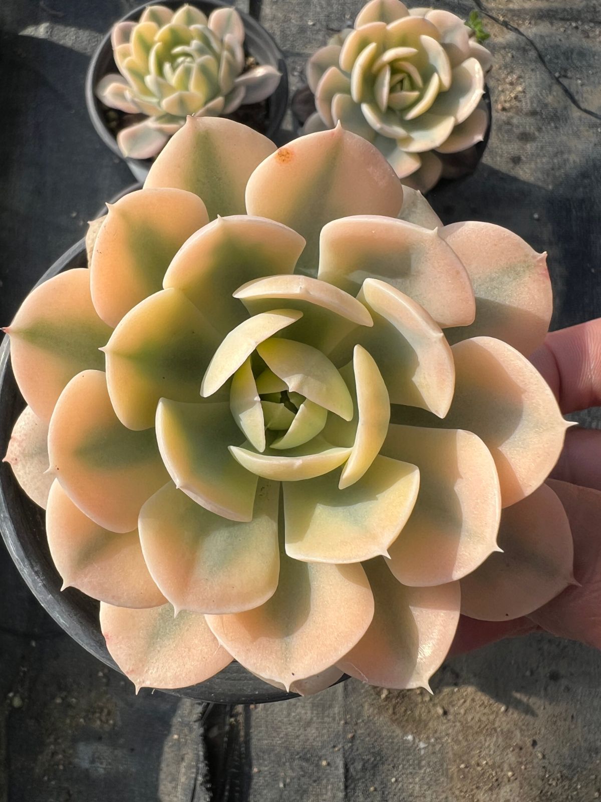 発売中 ルンヨニー錦 18株 抜き苗 美苗 エケベリア 多肉植物 佐川発送