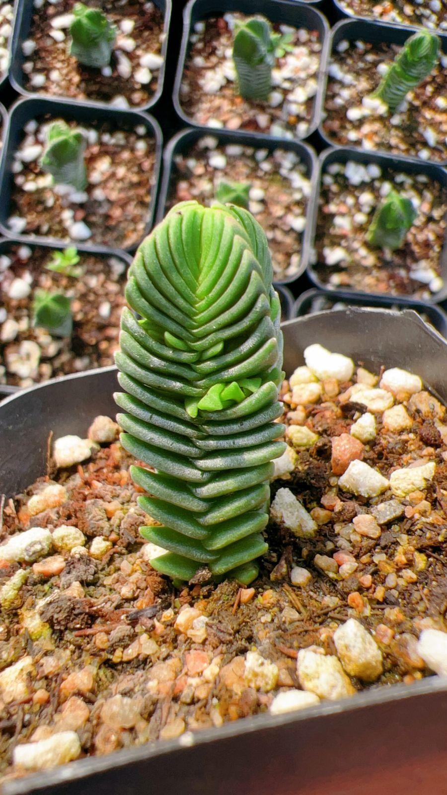 発売中 四稜クラッスラ 50株 抜き苗 美苗 エケベリア 多肉植物 佐川