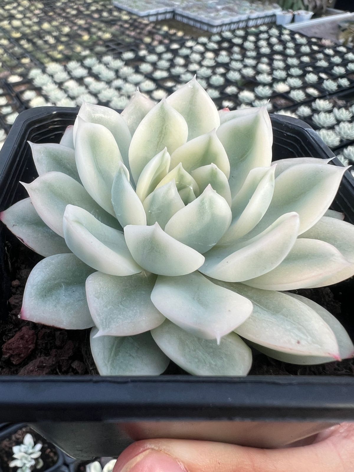 ○多肉植物 エケベリア 28株 Q218 多肉植物 エケベリア ベリー 超美苗