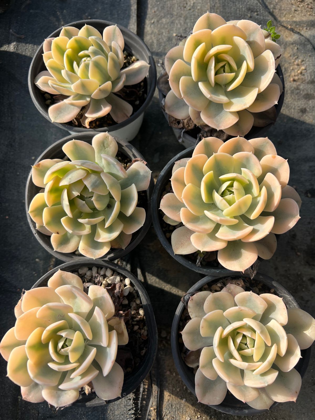 発売中 ルンヨニー錦 18株 抜き苗 美苗 エケベリア 多肉植物 佐川発送