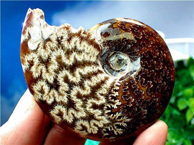 ★貴重－アンモナイト縫合線オパール化石標本B85U3/338U27C ☆貴重－アンモナイト縫合線オパール化石標本B89U3/43U46C - メルカリ