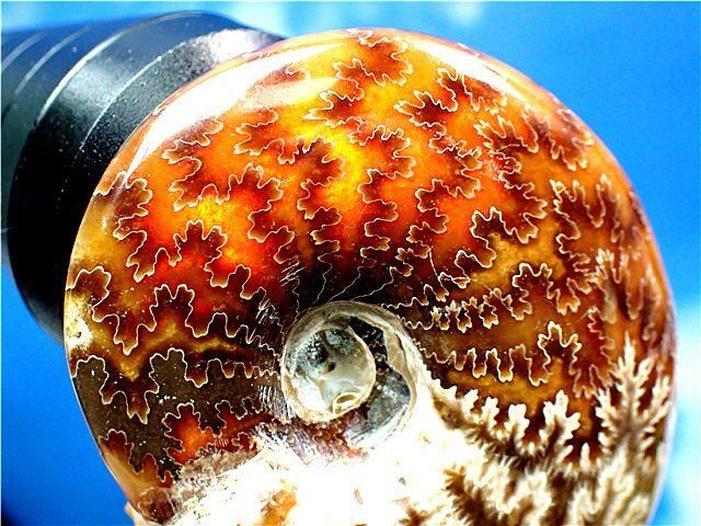 ★貴重－アンモナイト縫合線オパール化石標本B1126/YS/450D ☆貴重－アンモナイト縫合線オパール化石標本B1126/YS/450D Yahoo