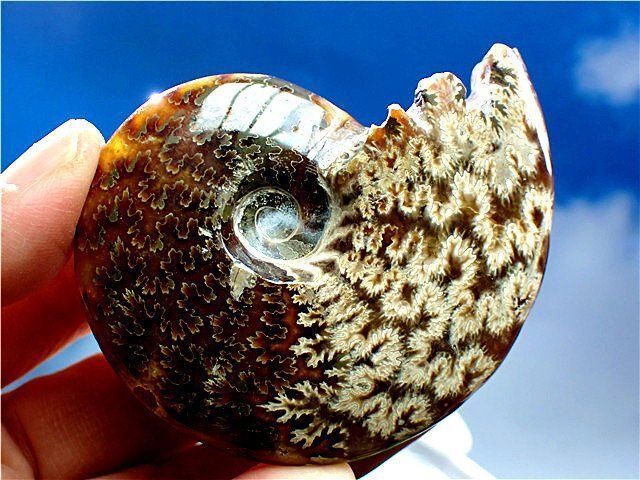 ☆貴重－アンモナイト縫合線オパール化石標本B89U3/43U46C - メルカリ