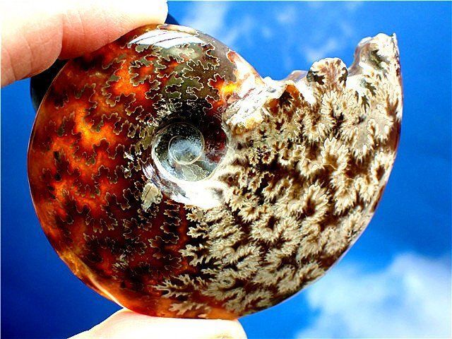 ★貴重－アンモナイト縫合線オパール化石標本B85U3/338U24A ☆貴重－アンモナイト縫合線オパール化石標本B89U3/43U46C - メルカリ