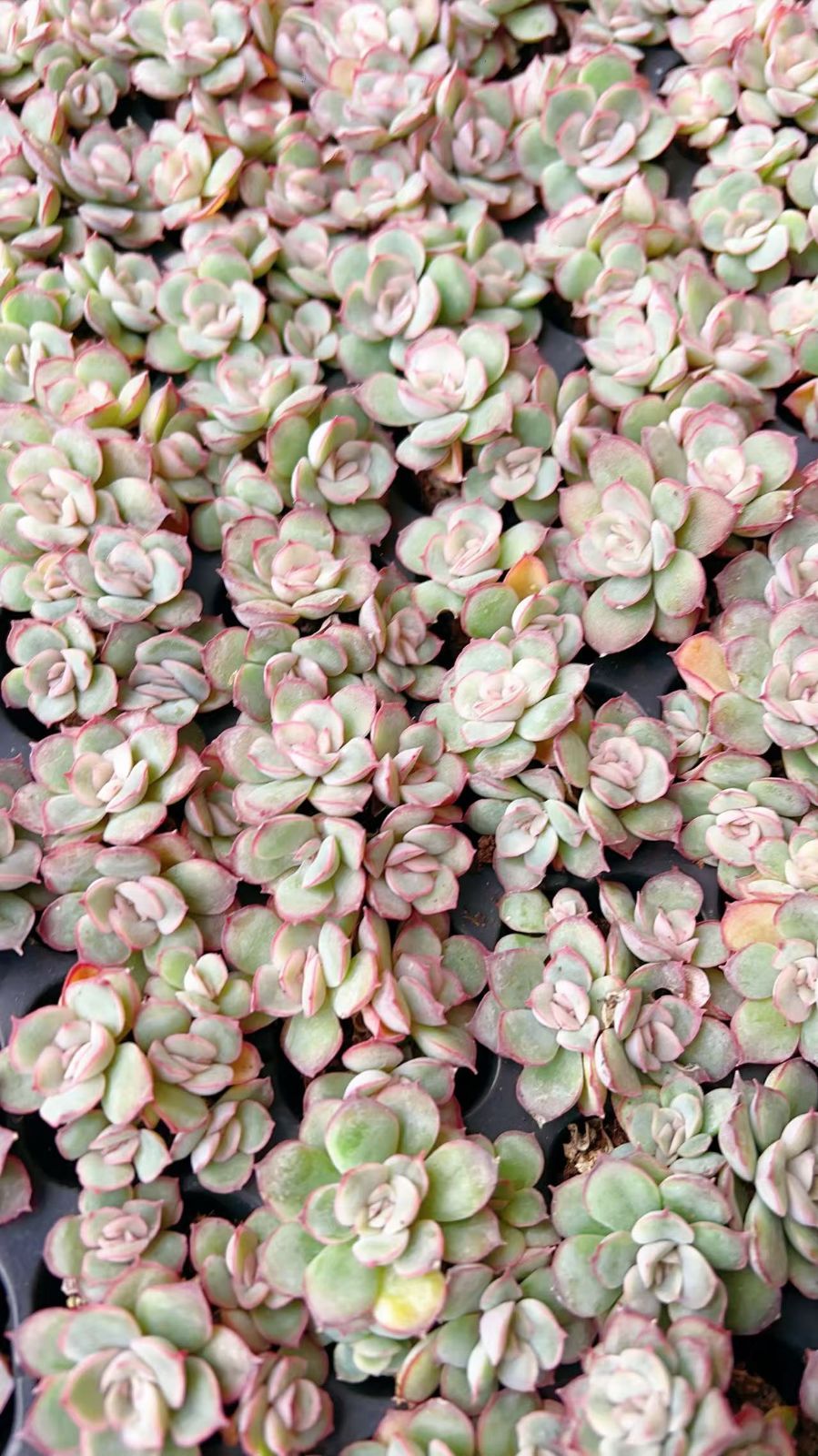 発売中 オリオン座 105苗セット 土・根付き 美苗 エケベリア 多肉植物