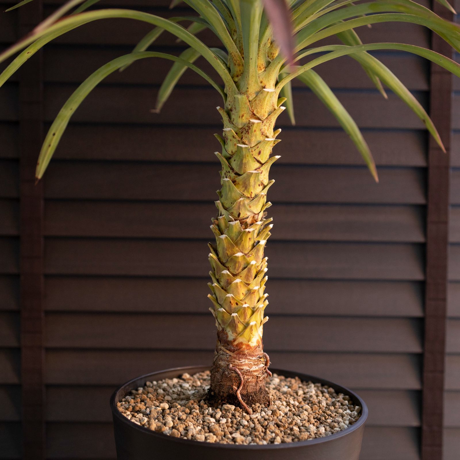 ユッカ デスメティアーナ 7号 Yucca Desmetiana ヤシ 幹立ち 1224BR