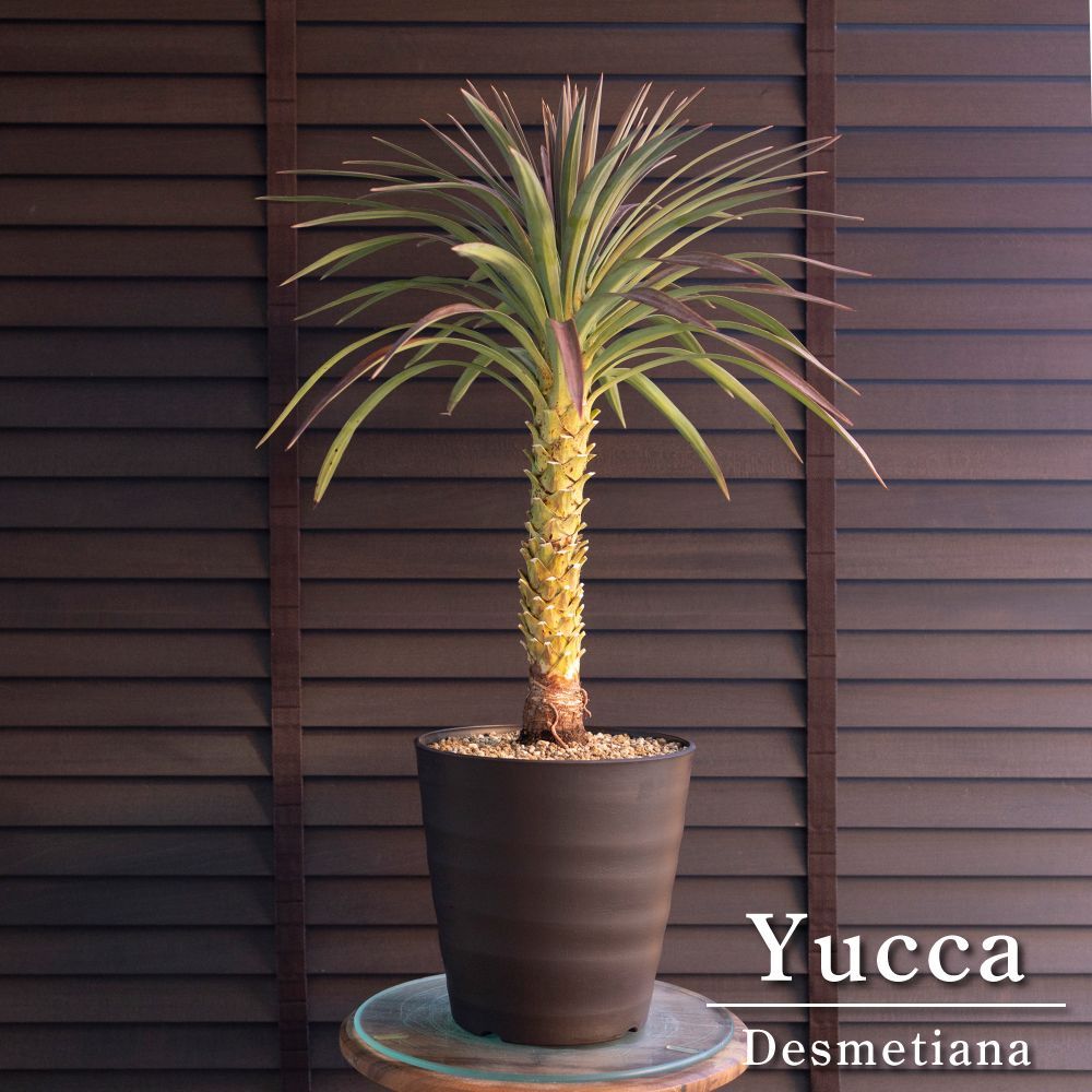 ユッカ デスメティアーナ 7号 Yucca Desmetiana ヤシ 幹立ち 1224BR