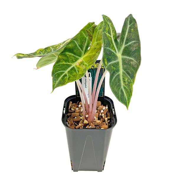 現品 アロカシア ピンクドラゴン 斑入り (PD002) 3.5号 アーバン