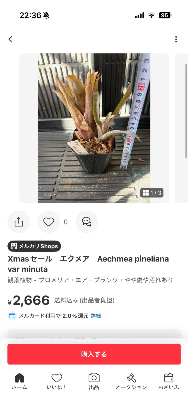 観葉植物 おまとめ 専用