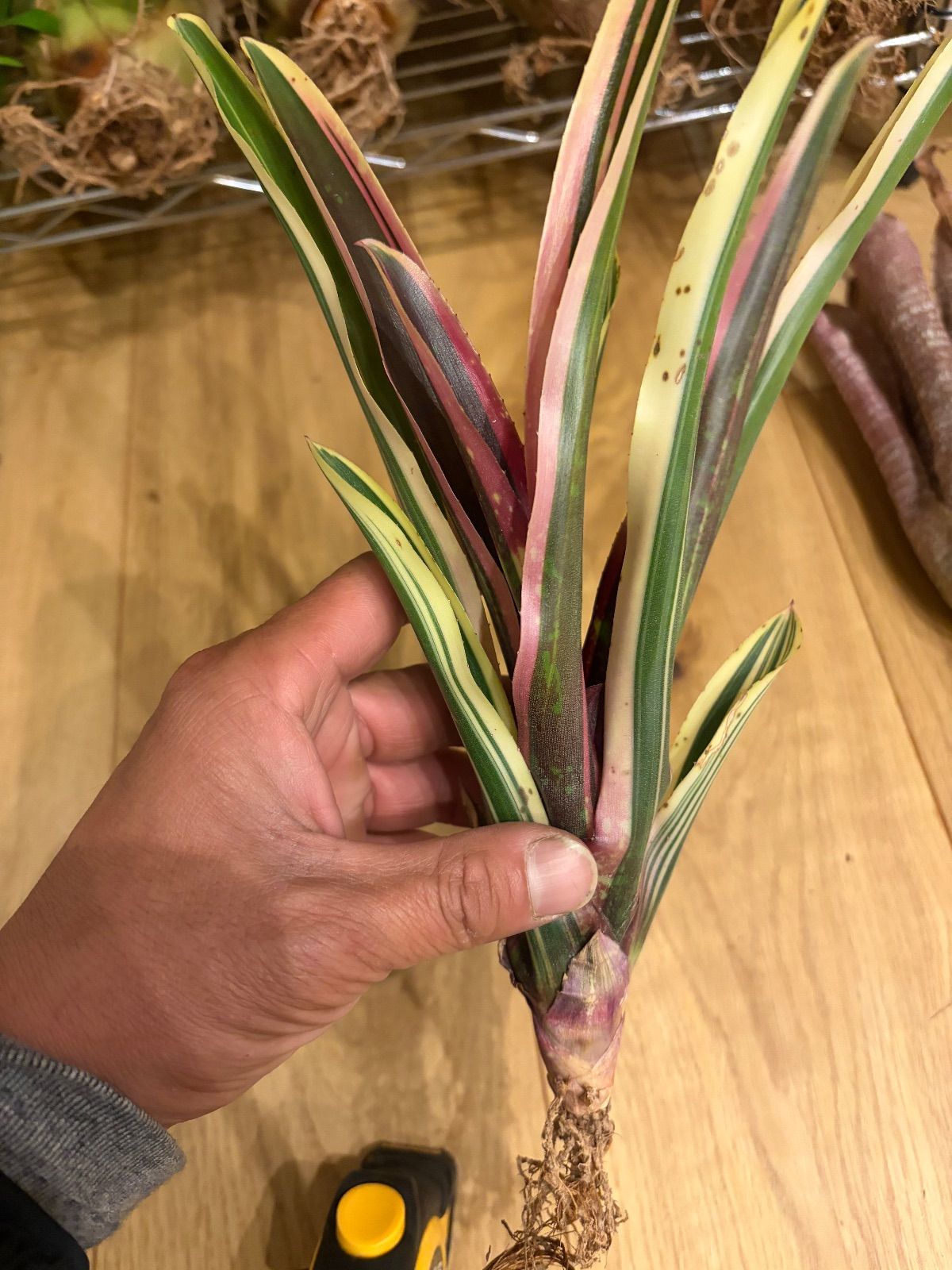 観葉植物 おまとめ 専用