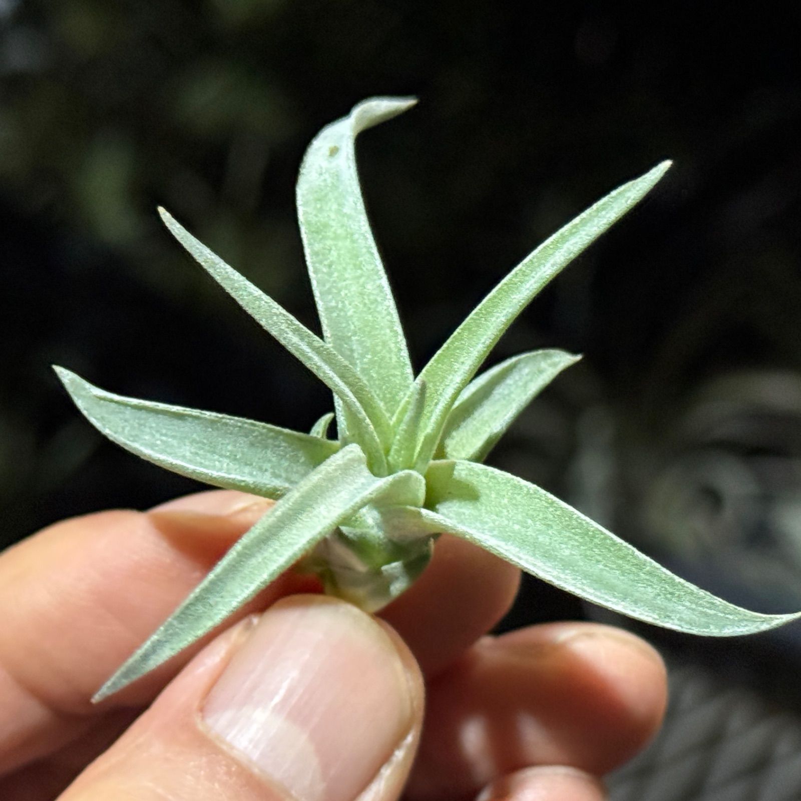 現品＊ きめ細やかでマットなしっとりトリコーム＊ チランジア