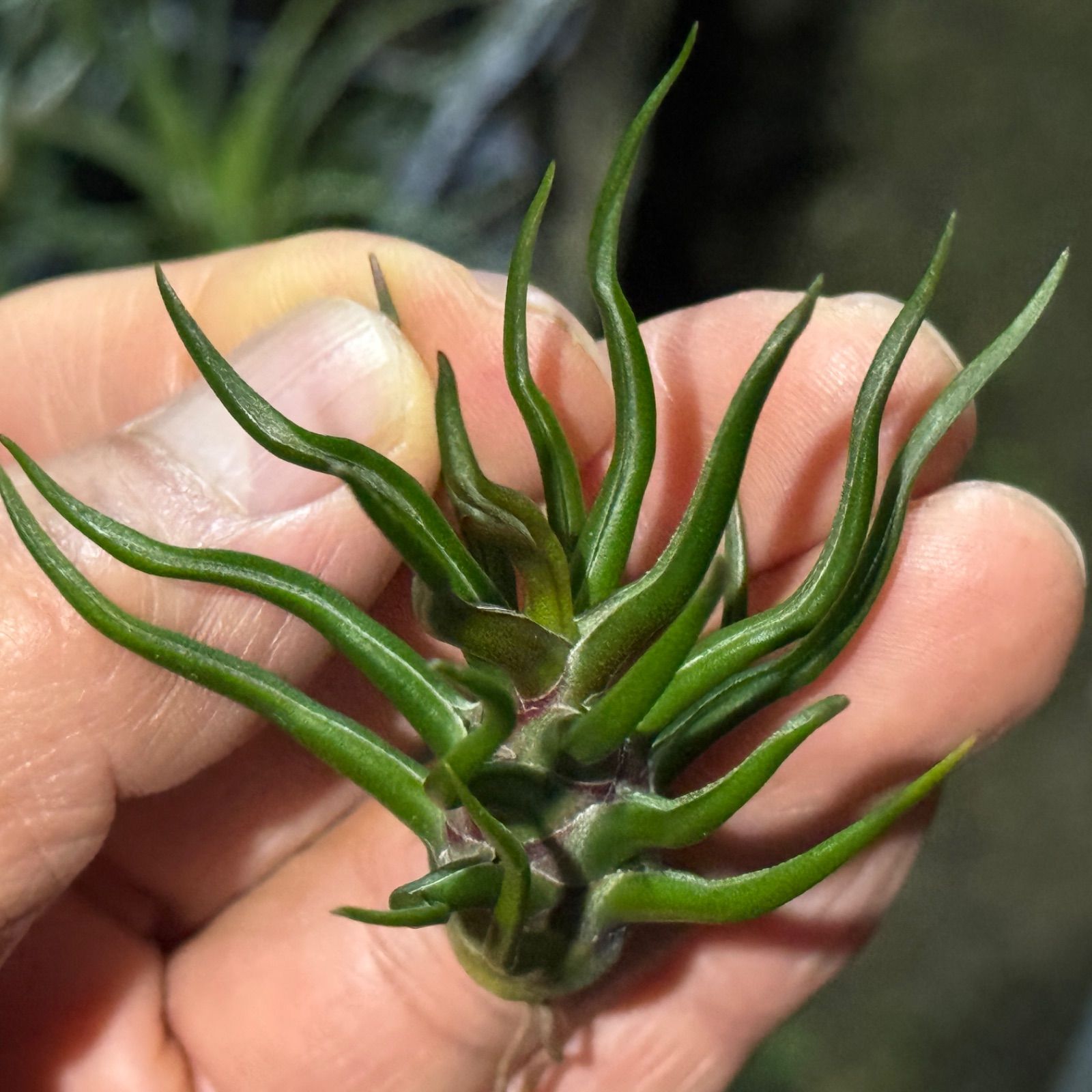 チランジア　ブルボーサ　タイニーダンサー　Bulbosa tiny dancer Bulbosa Tiny Dancer *SALE!* – Air Plant Hub