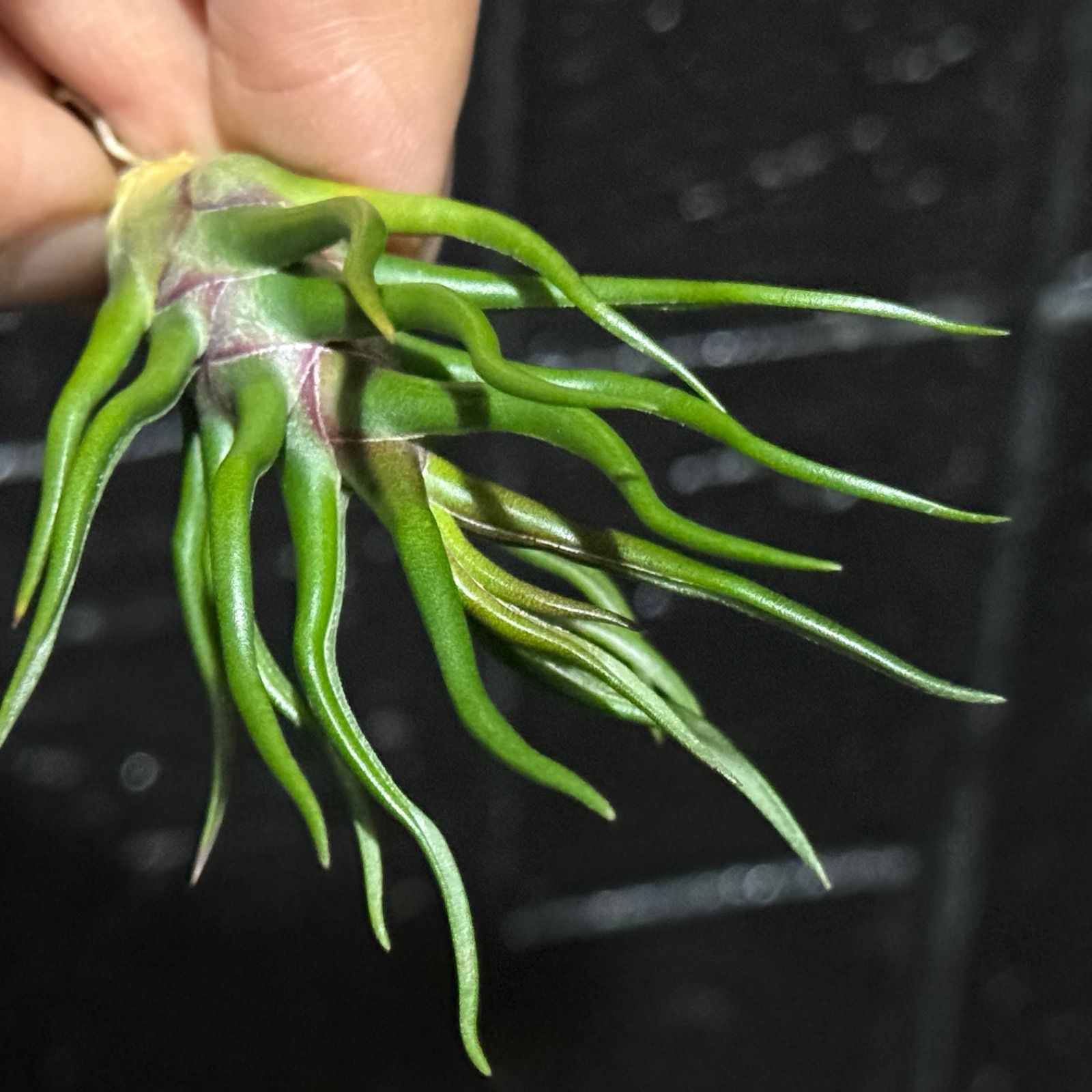 現品＊ 極上＊ チランジア ブルボーサ タイニーダンサー Tillandsia
