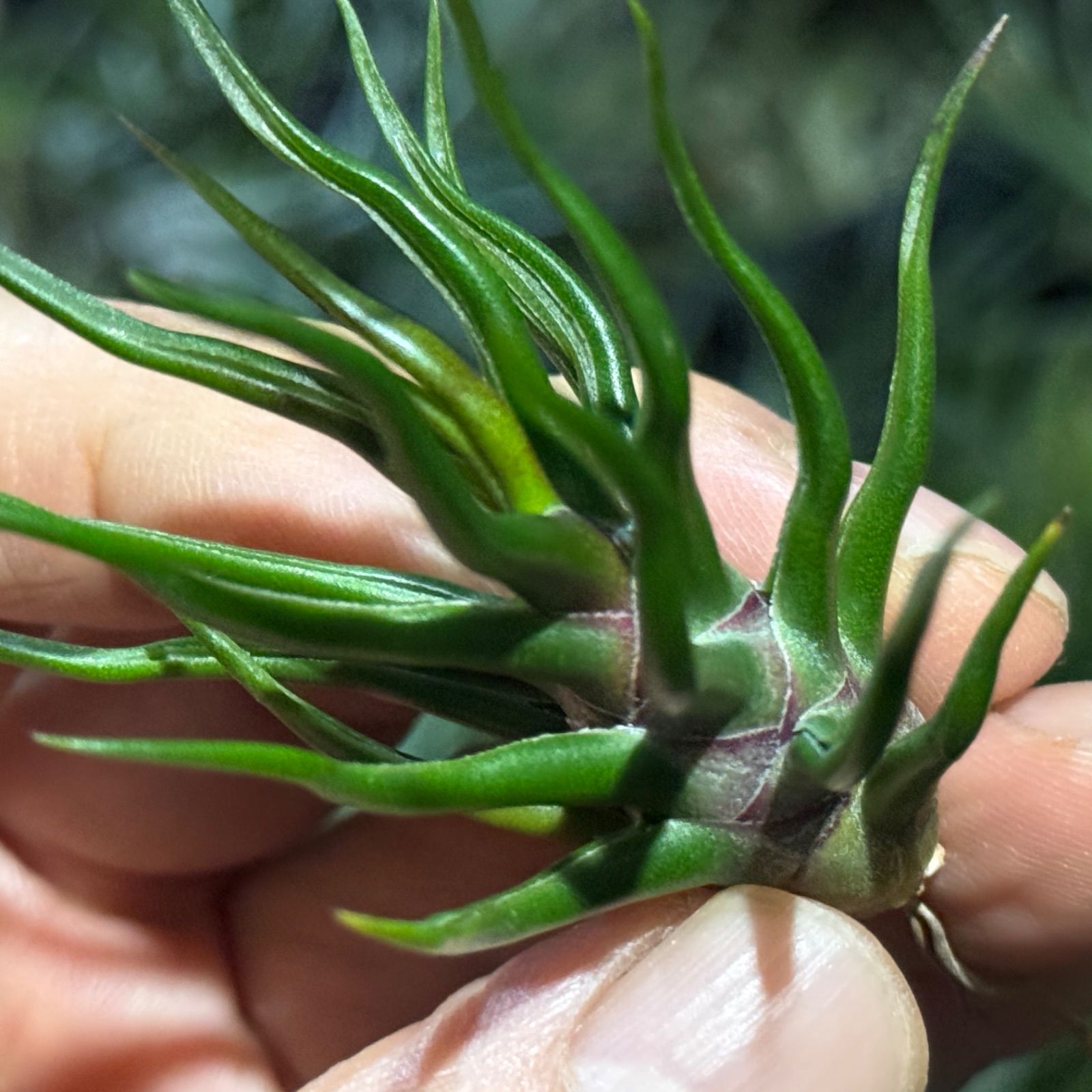 現品＊ 極上＊ チランジア ブルボーサ タイニーダンサー Tillandsia