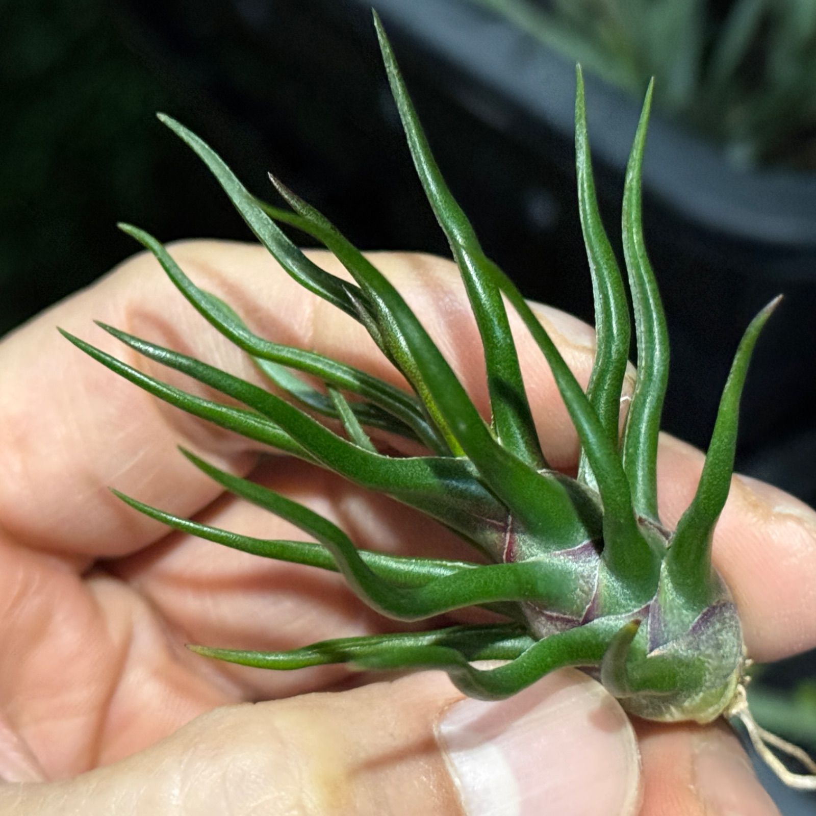 現品＊ 極上＊ チランジア ブルボーサ タイニーダンサー Tillandsia