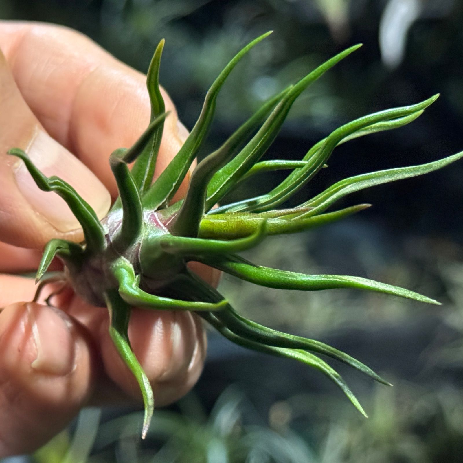現品＊ 極上＊ チランジア ブルボーサ タイニーダンサー Tillandsia