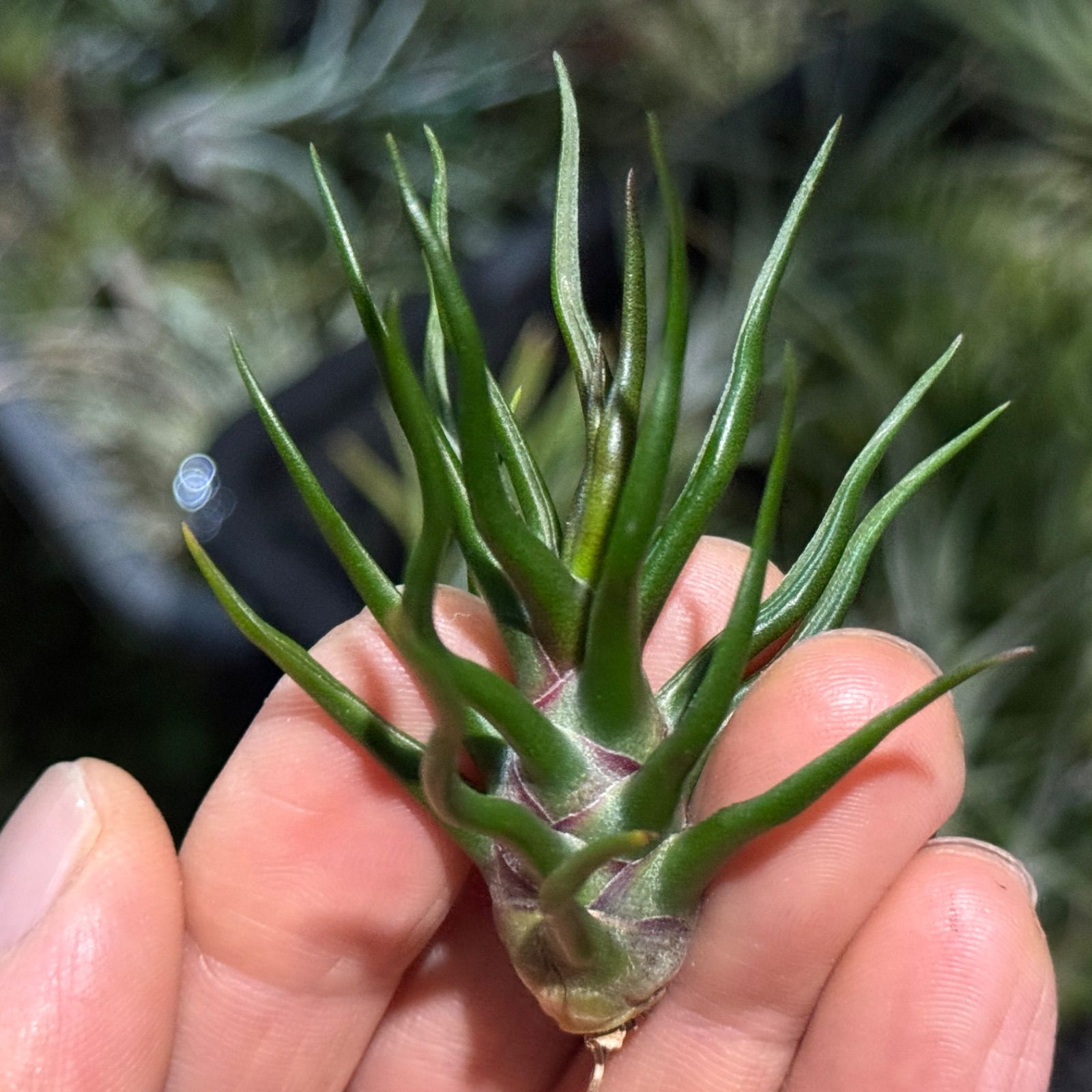 現品＊ 極上＊ チランジア ブルボーサ タイニーダンサー Tillandsia