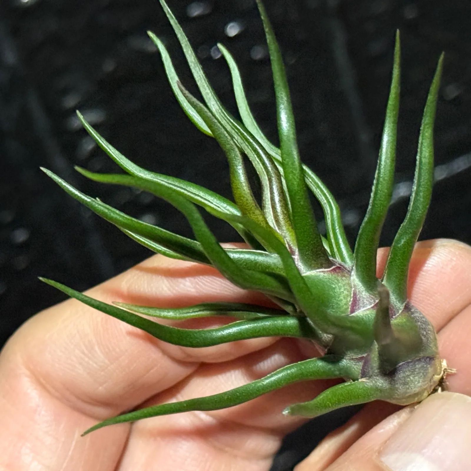 Tillandsia Bulbosa Tiny Dancer 速達発送 Tillandsia Bulbosa Tiny Dancer 速達発送 Tillandsia Bulbosa Tiny