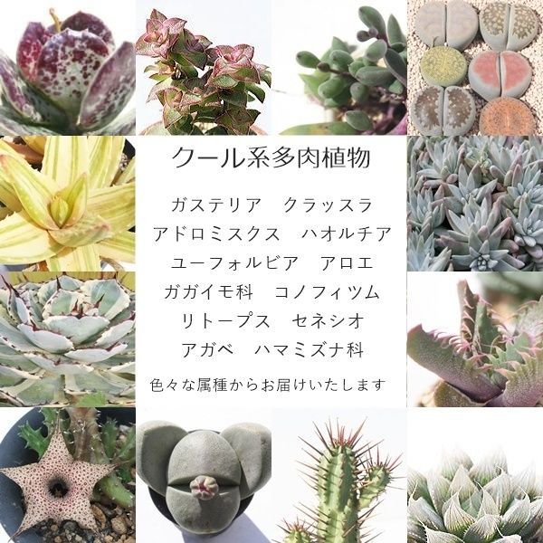 多肉セット③ imgrc0098925075.jpg