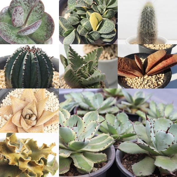 多肉セット③ セット販売日、決めました | コキリノSucculents Life