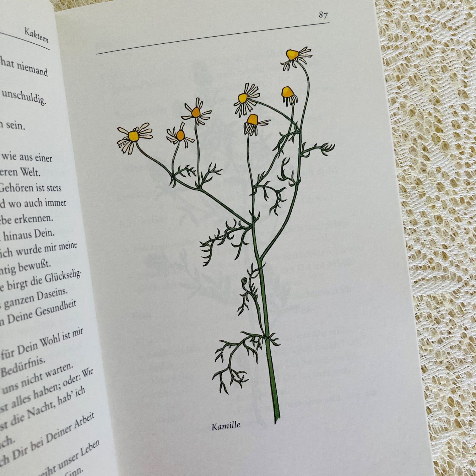 花言葉のドイツ語古書 繊細な植物画 インテリア洋書 - メルカリ