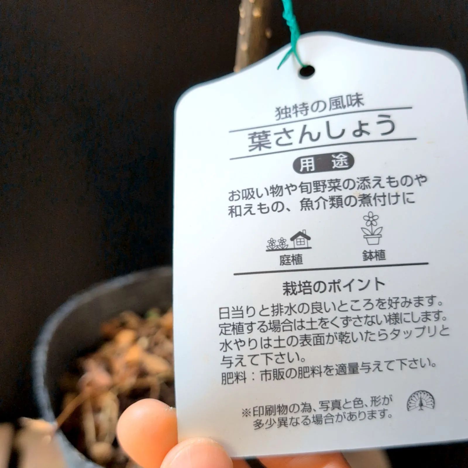 葉さんしょう【苗木】 1ポット販売 おまかせ特価 ポットのまま発送