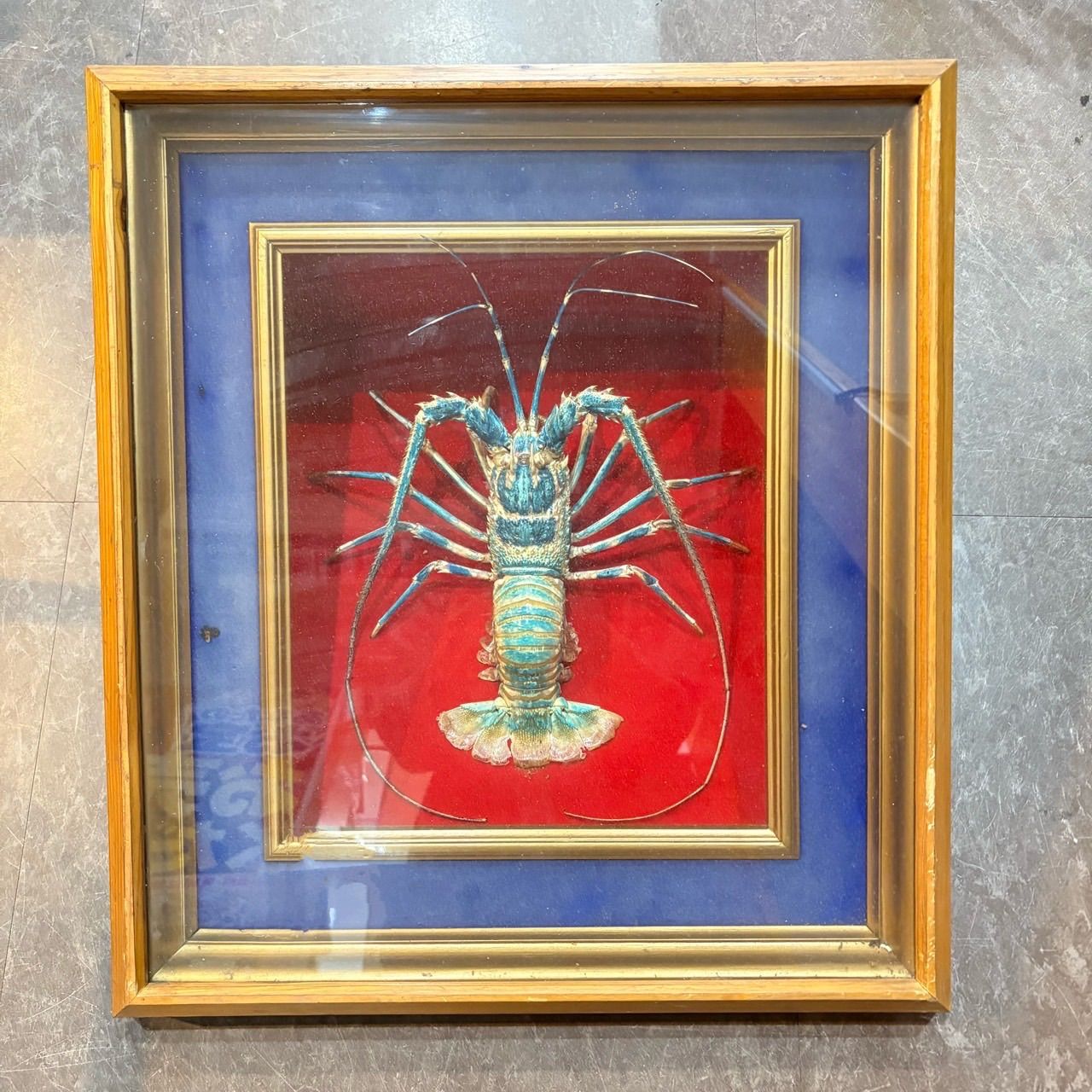 伊勢海老 エビ 剥製 ガラスケース 壁額 壁飾りロブスター標本 大型