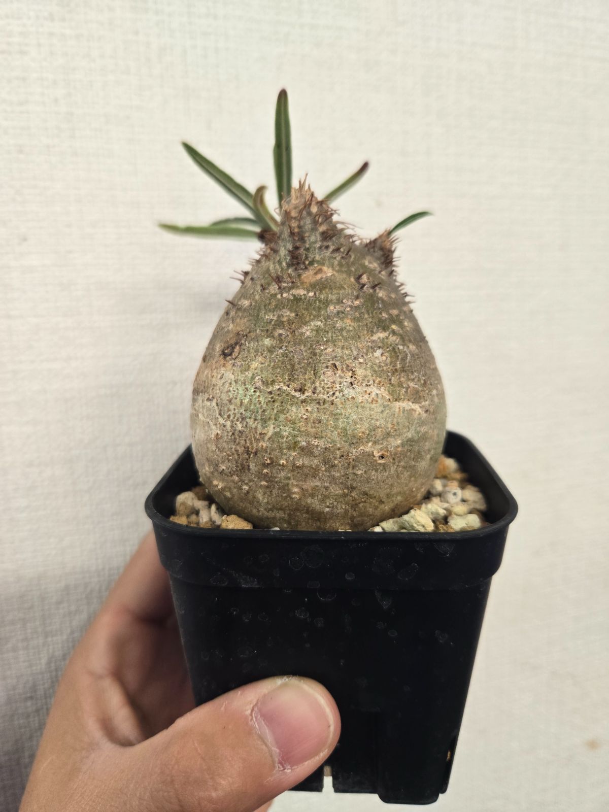 【発根済】【m&m】【送料込】グラキリス 発根済】【m&m】【送料込】グラキリス