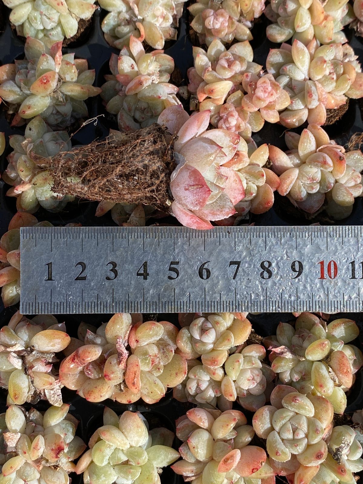 発売中 厚い夢群生 128苗セット 土・根付き 美苗 エケベリア 多肉植物