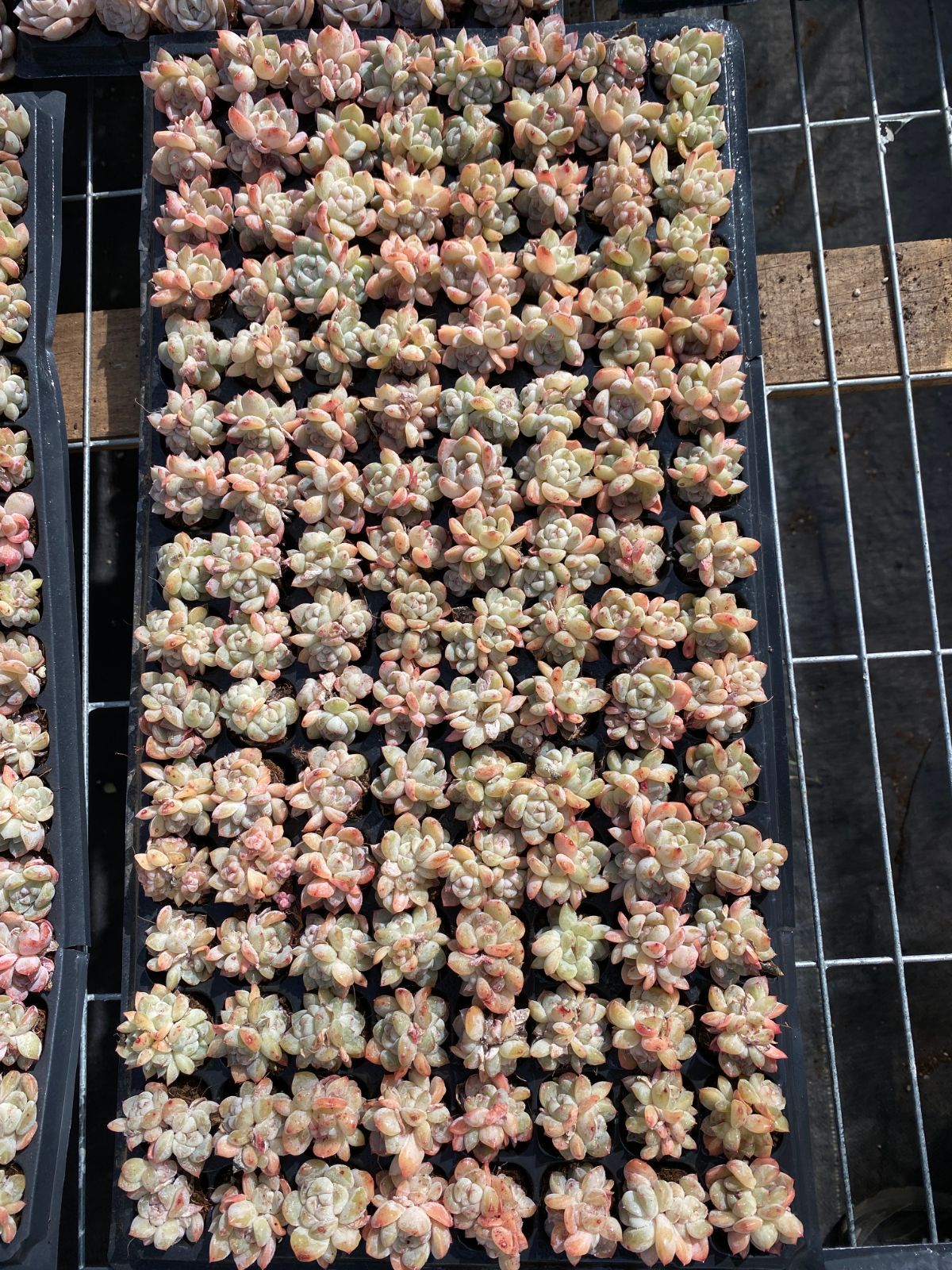 5多肉植物　エケベリア16品種　128苗セット 発売中 厚い夢群生 128苗セット 土・根付き 美苗 エケベリア 多肉植物