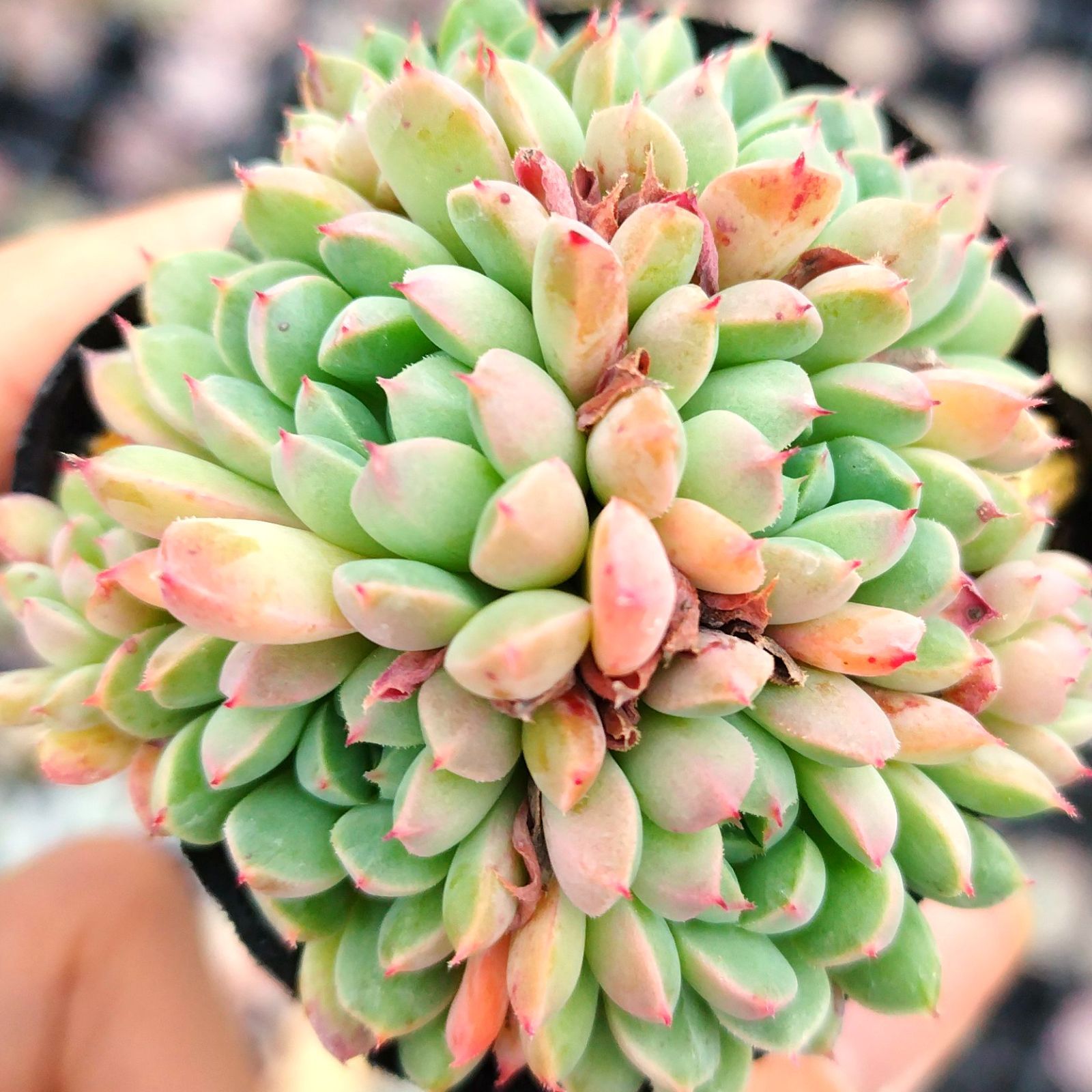 ❤️専用❤️リラシナ錦❤️抜き苗　　　　　　　　　　　　　　　　　週末セール♪ ざじ様専用 - メルカリ