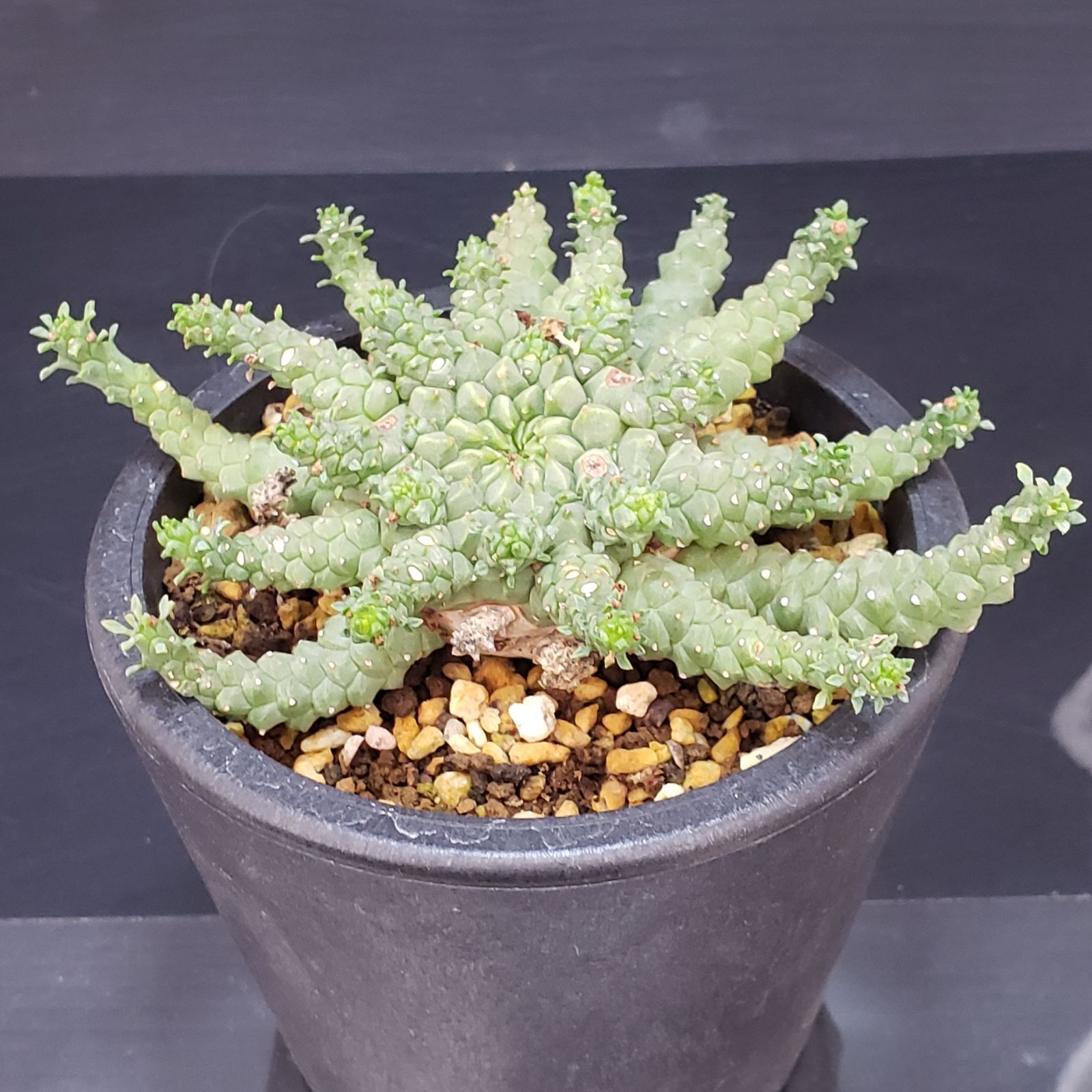 ユーフォルビア　ゴルゴニス　発根済み ユーフォルビア ゴルゴニス 発根済み euphorbia gorgonis《M size