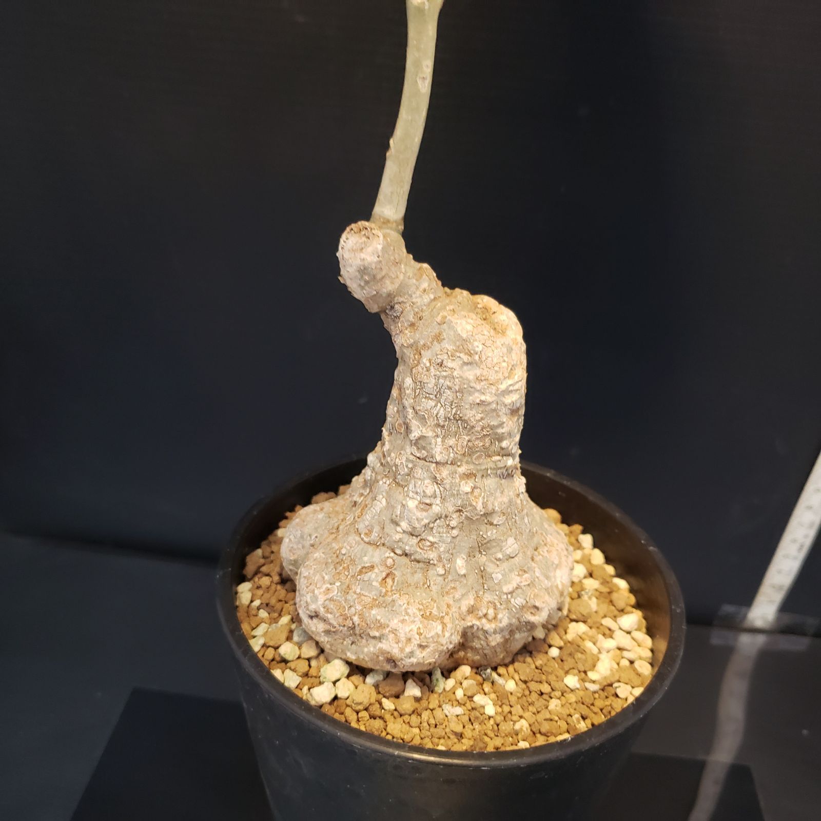 アデニア　スティローサ　レッドリーフ　現地球 発根株　丸株　(鉢付き) アデニア スティローサ レッドリーフ 現地球 発根株 丸株 (鉢付き