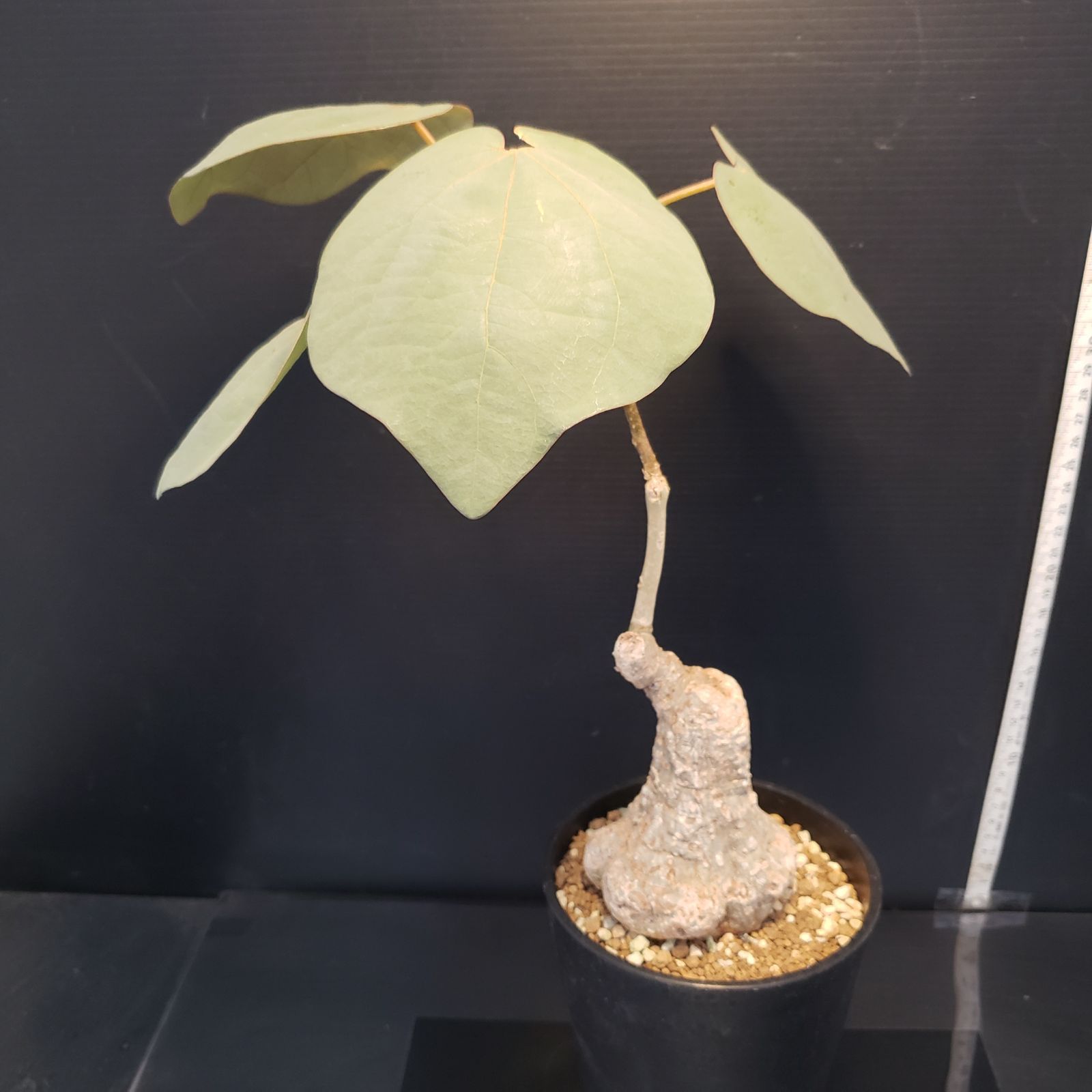 I376【自社養生株】アデニア スティローサ（現地球・発根株・鉢植え