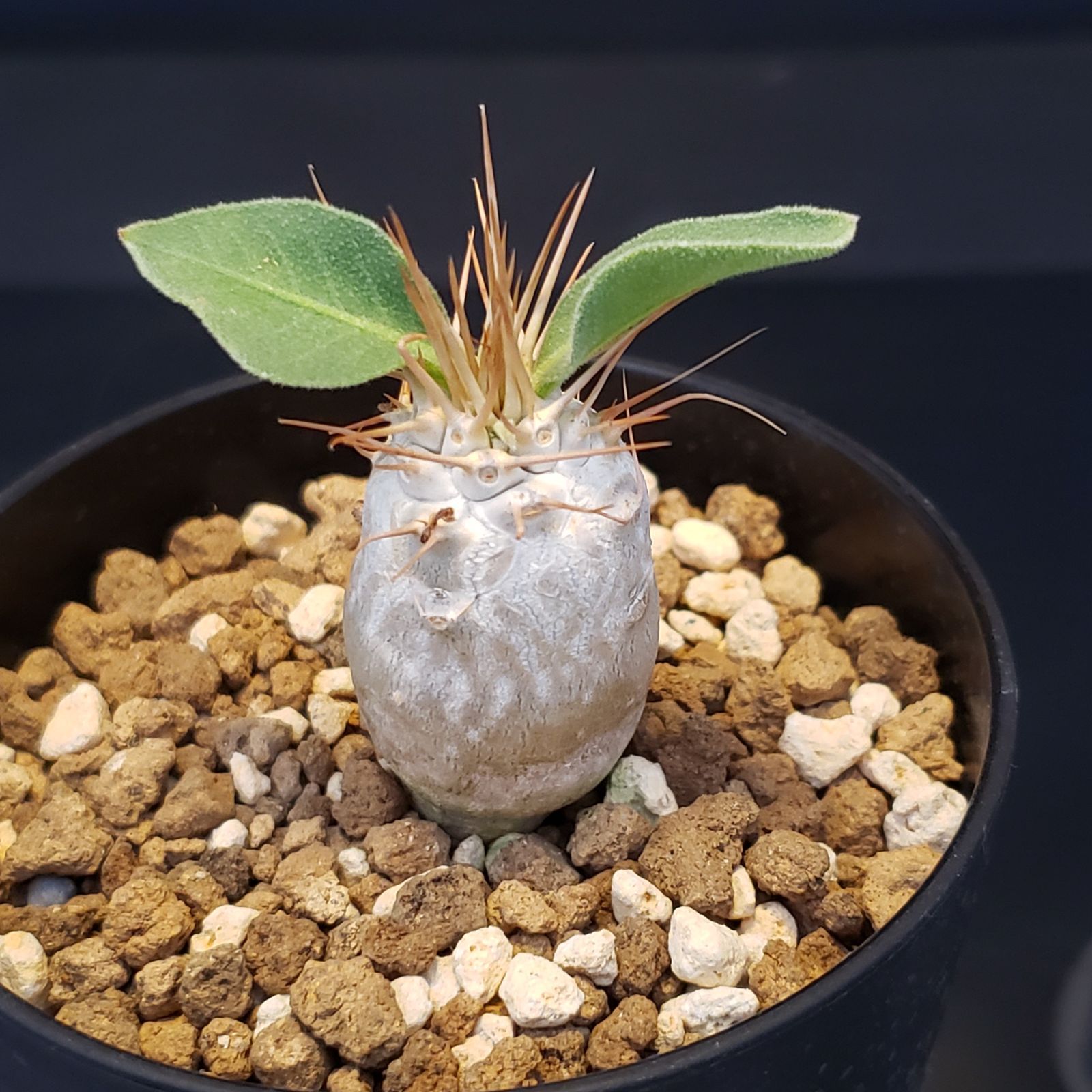 I377【自社養生株】パキポディウム ナマクアナム（発根株・鉢植え