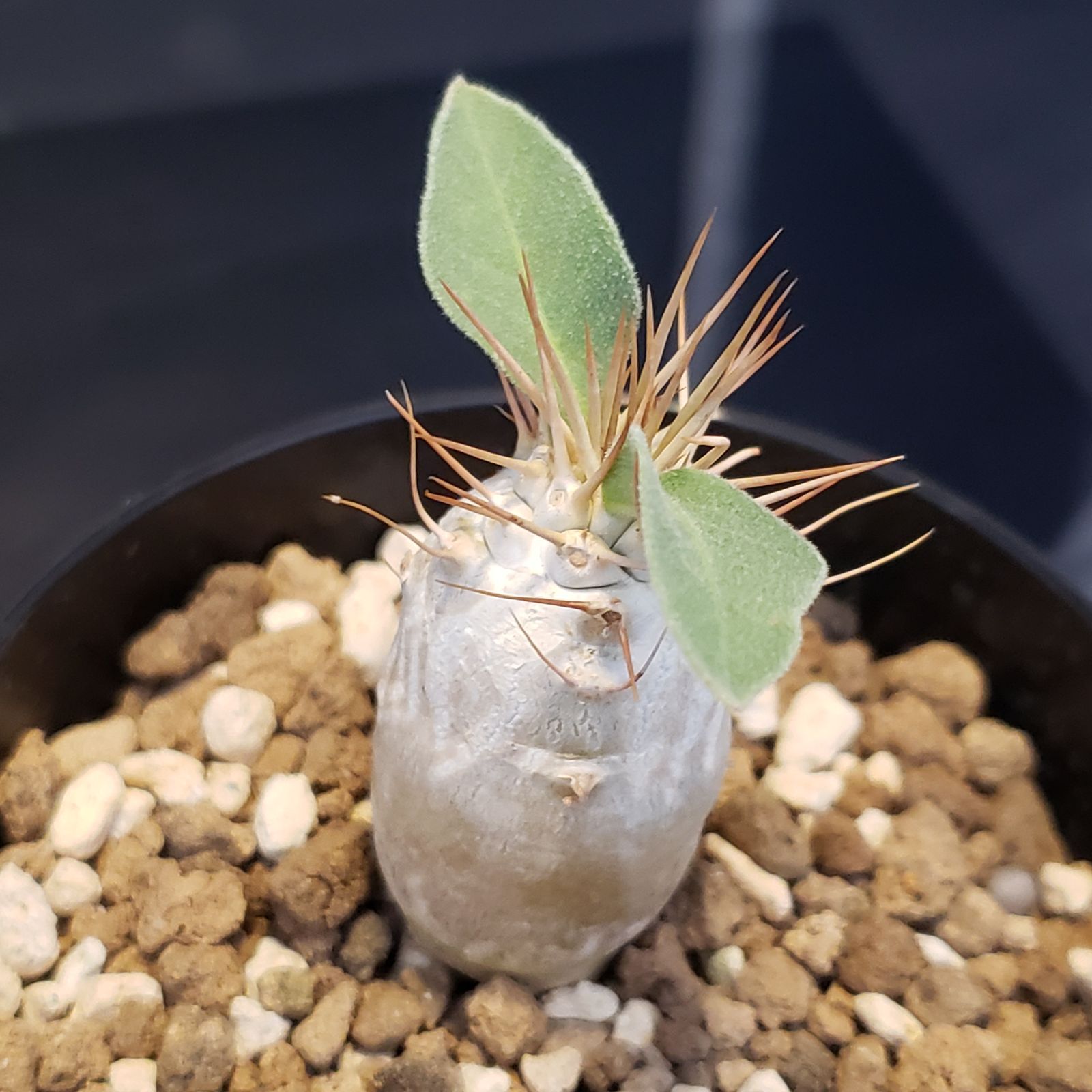 I377【自社養生株】パキポディウム ナマクアナム（発根株・鉢植え