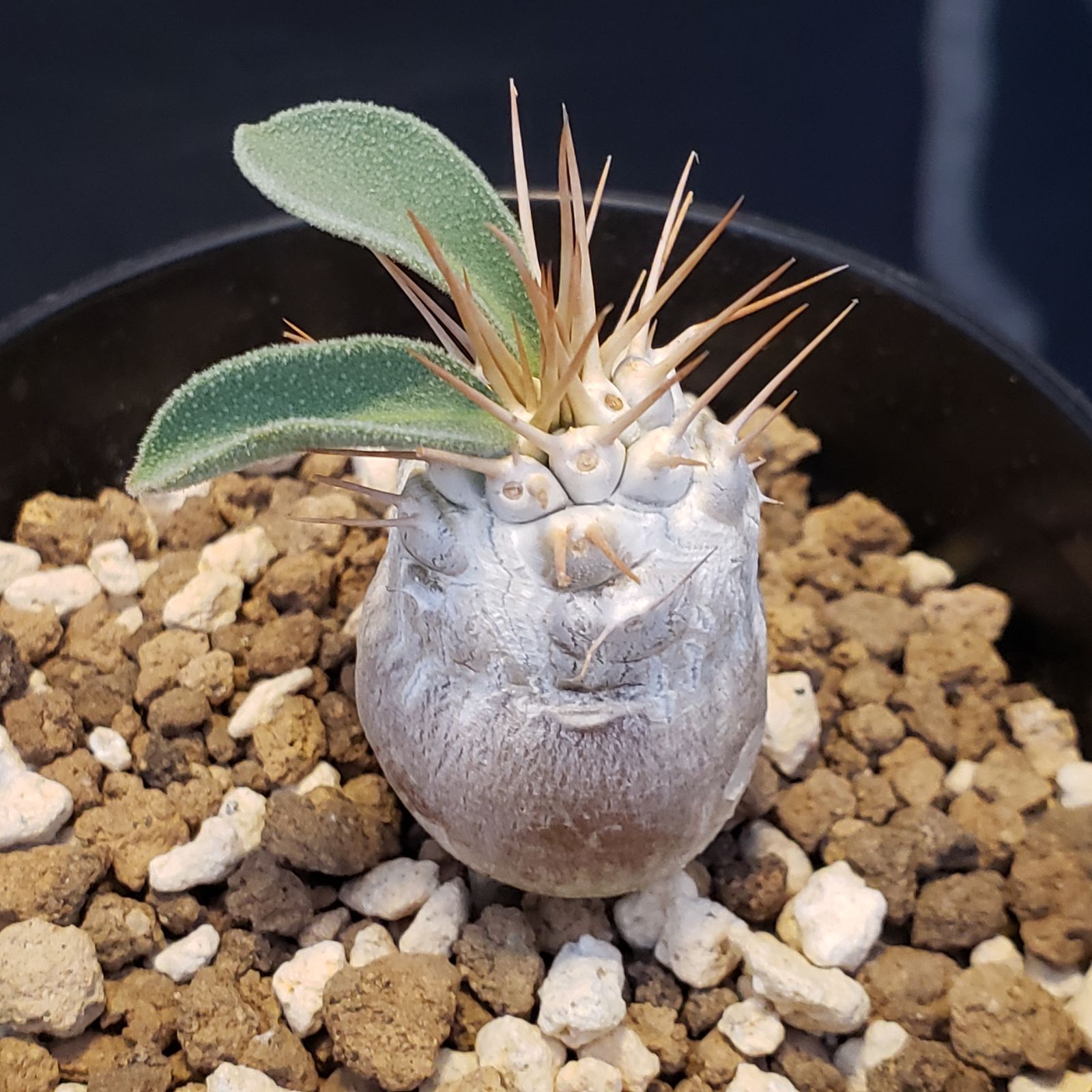 ナマクアナム　塊根植物　発根済 I378【自社養生株】パキポディウム ナマクアナム（発根株・鉢植え