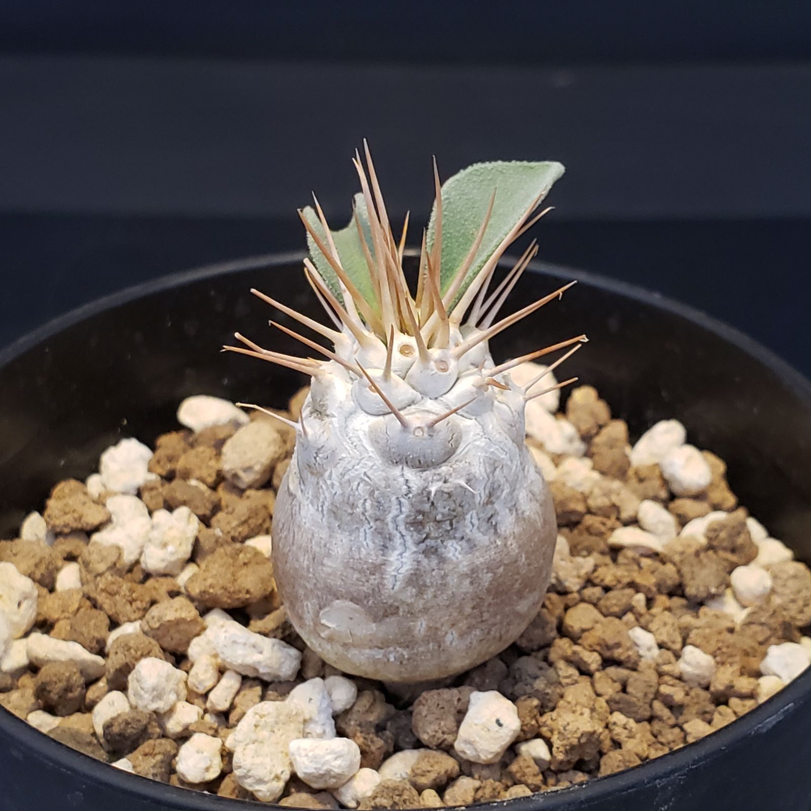 I378【自社養生株】パキポディウム ナマクアナム（発根株・鉢植え