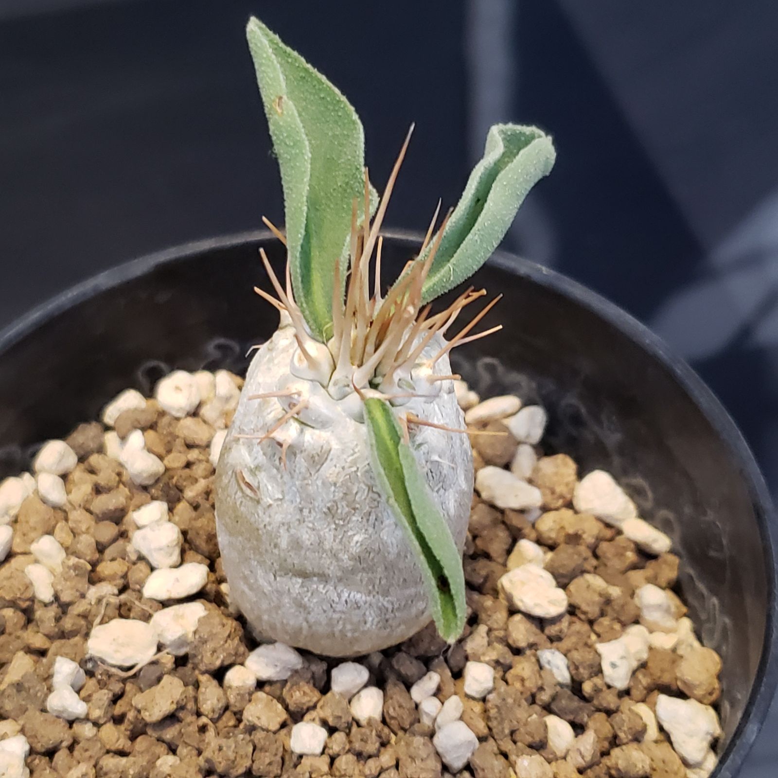 I379【自社養生株】パキポディウム ナマクアナム（発根株・鉢植え