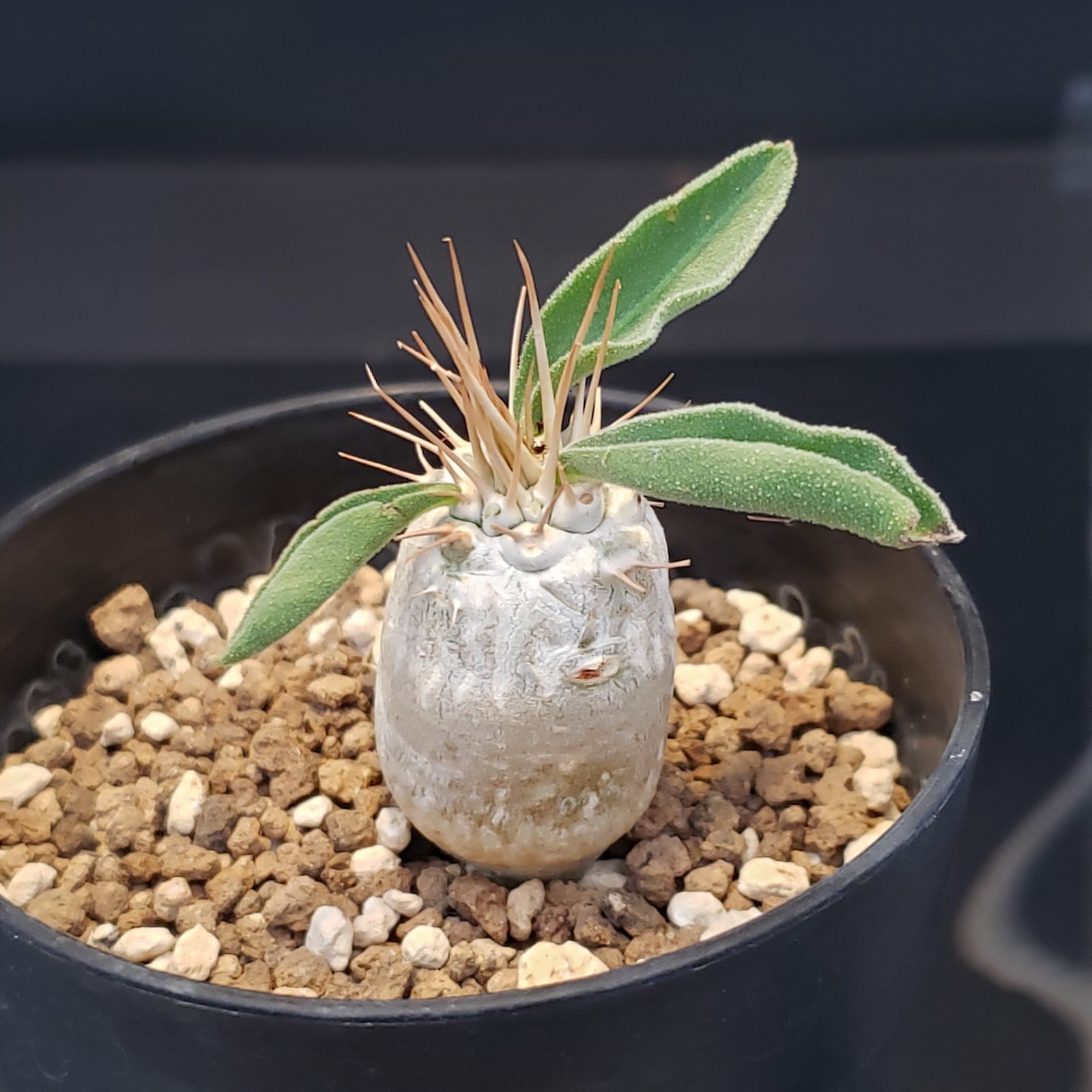 I379【自社養生株】パキポディウム ナマクアナム（発根株・鉢植え