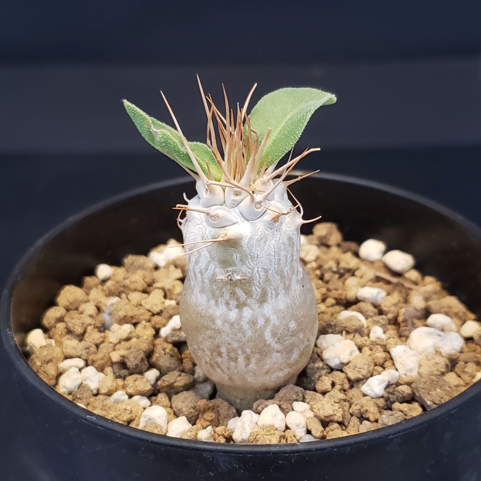 I380【自社養生株】パキポディウム ナマクアナム（発根株・鉢植え