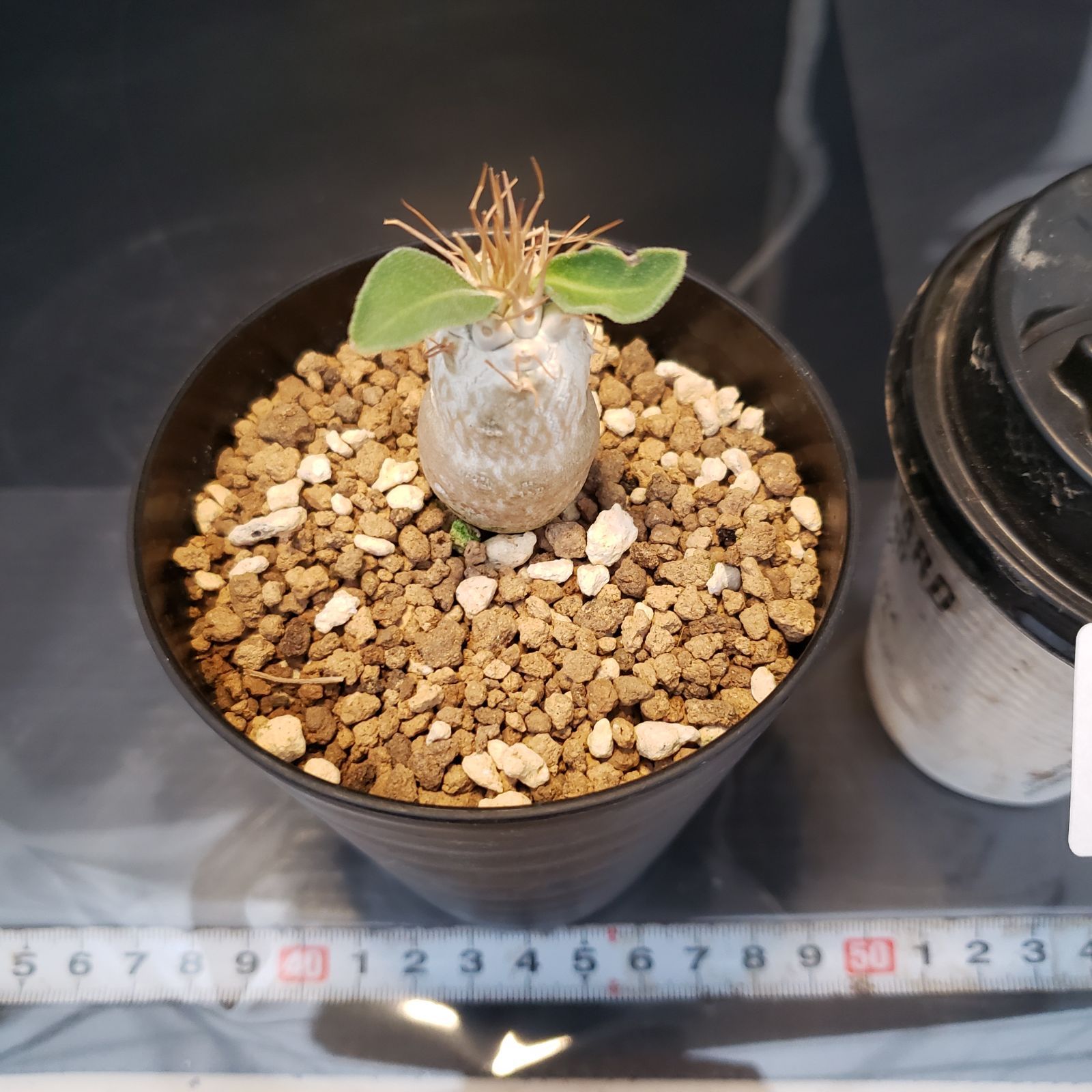 I380【自社養生株】パキポディウム ナマクアナム（発根株・鉢植え