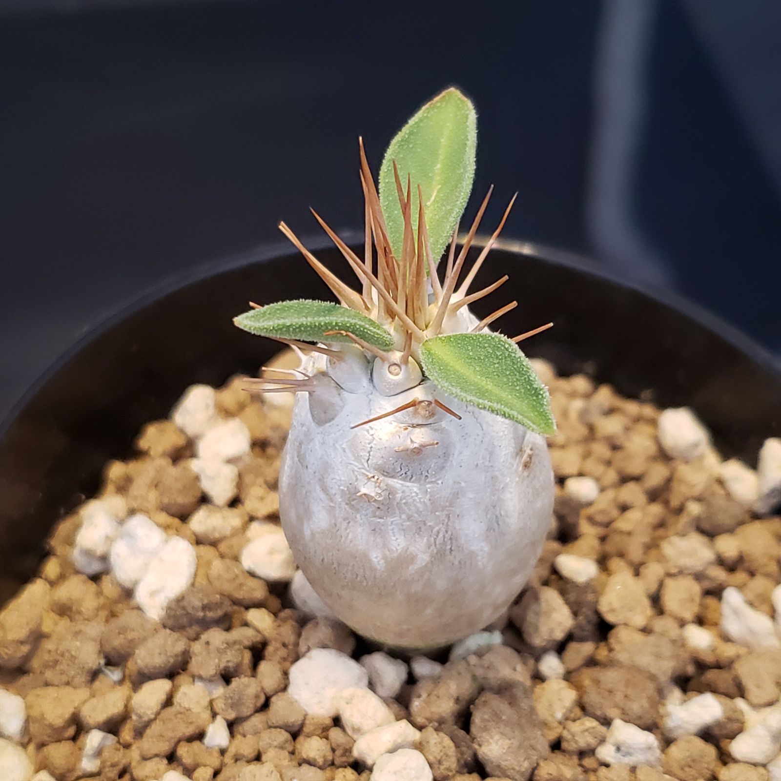 ナマクアナム　塊根植物　発根済 I381【自社養生株】パキポディウム ナマクアナム（発根株・鉢植え