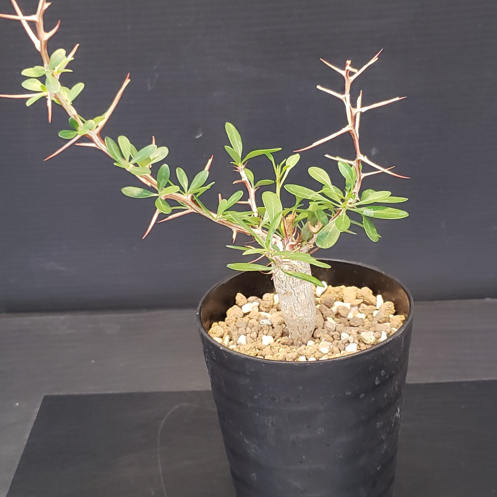 【実生素材】フォークイエリア　コルムナリス I384【自社養生株】フォークイエリア コルムナリス（実生・発根株