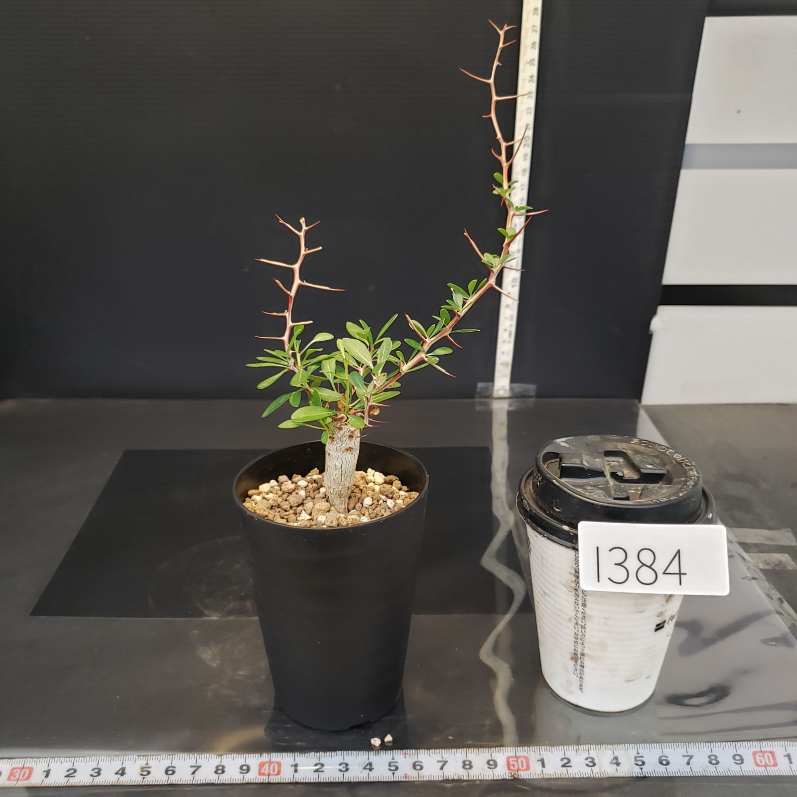 I384【自社養生株】フォークイエリア コルムナリス（実生・発根株