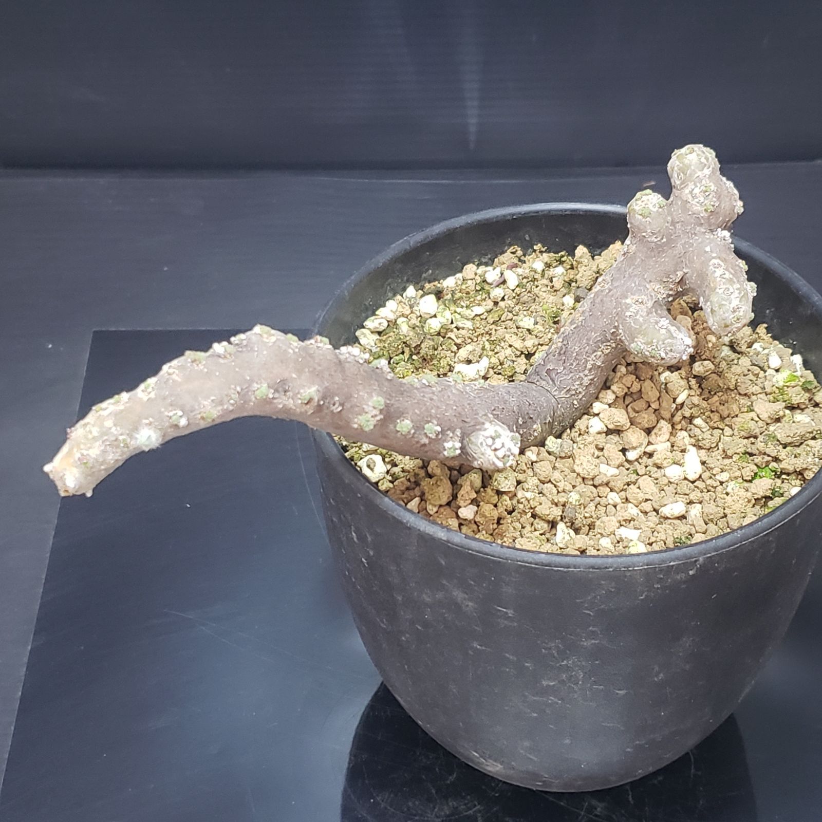 I390【自社養生株】モンソニア ムルチフィダ（現地球・発根株・鉢植え