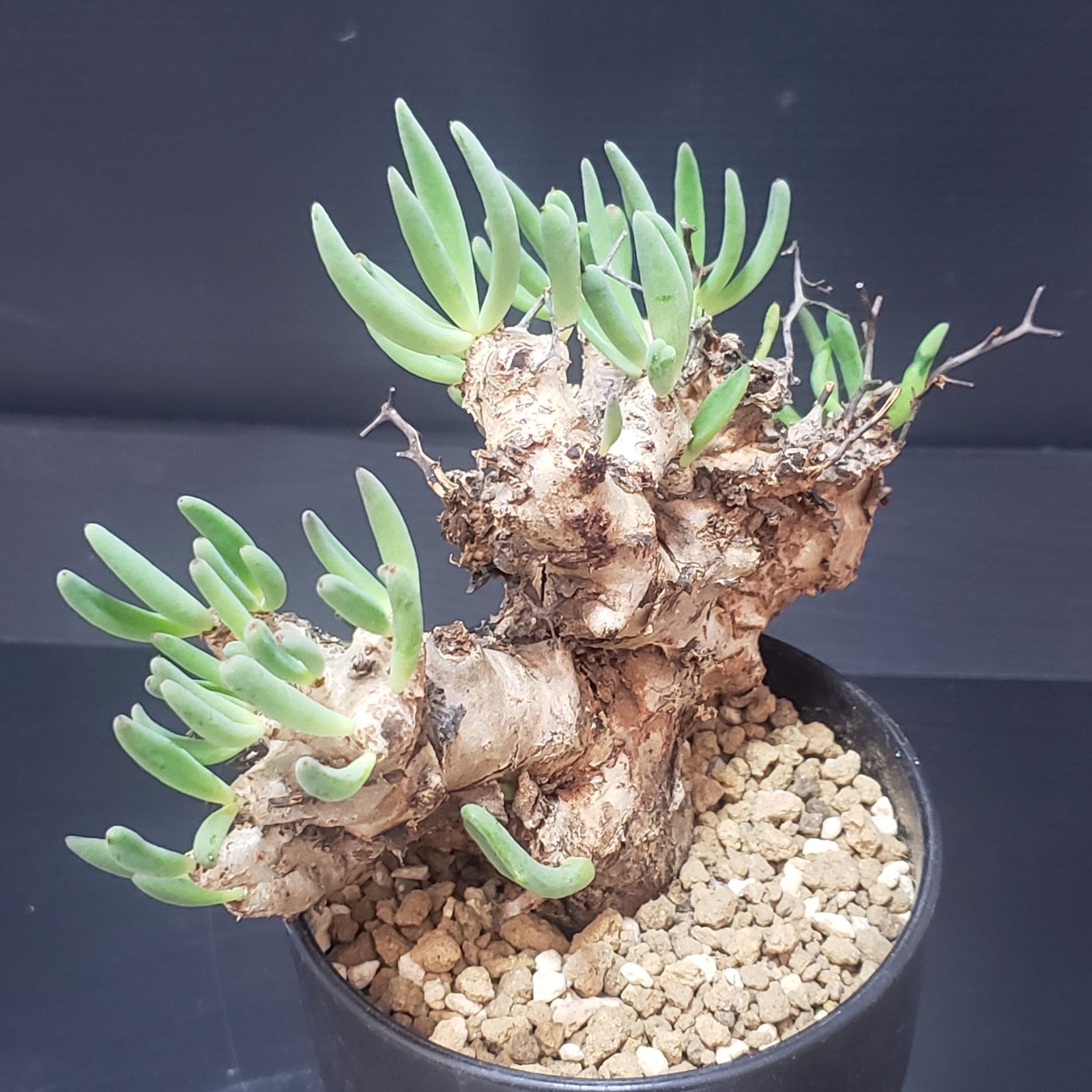 I391【自社養生株】チレコドン レティキュラータス 万物想（現地球・発