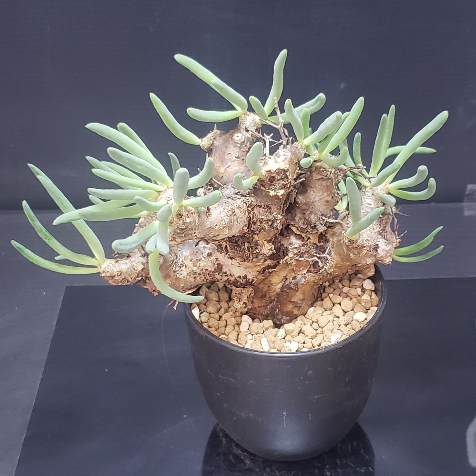 I392【自社養生株】チレコドン レティキュラータス 万物想（現地球・発